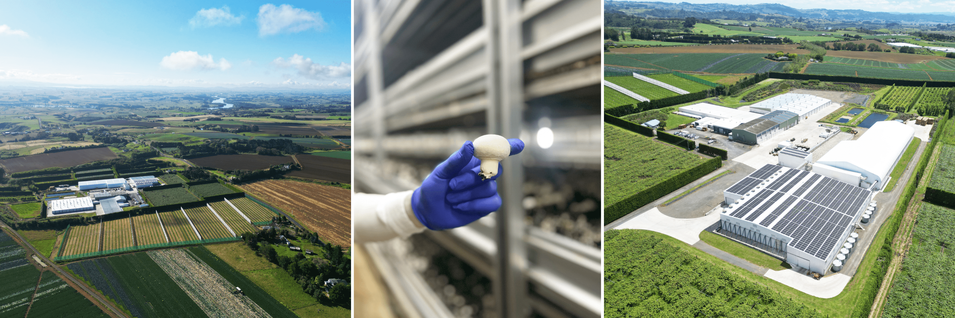 Arial shots of mushroom farm and close up of hand holding mushroom