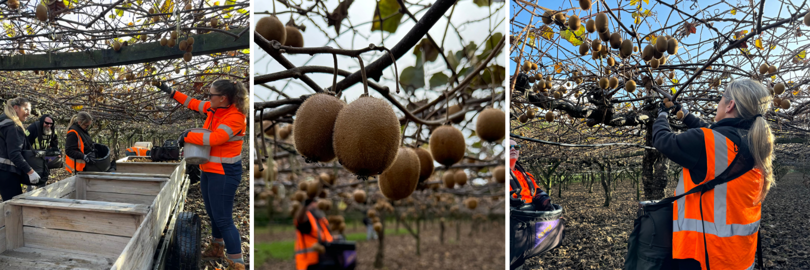 Fletcher Living Kiwifruit Gleaning